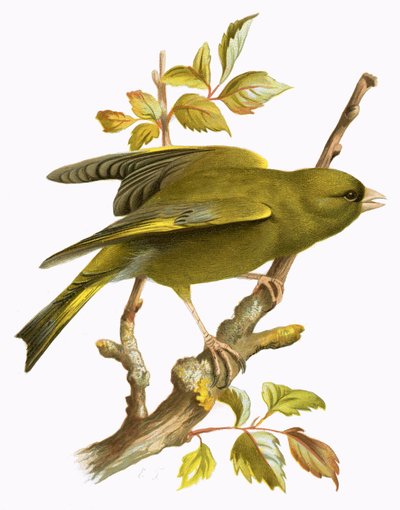 Greenfinch द्वारा English School