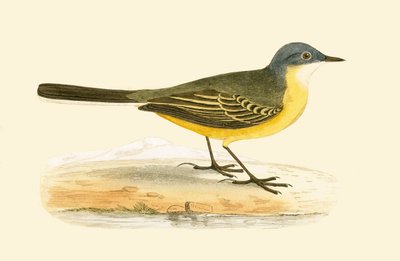 ग्रे रॉबर्ट वागटेल, चार्ल्स रॉबर्ट ब्री (1811-86) द्वारा 1867 में प्रकाशित &39;ए हिस्ट्री ऑफ द बर्ड्स ऑफ नॉट अ ऑब्जर्व्ड इन द ब्रिटिश आइल्स&39; का चित्र द्वारा अंग्रेजी स्कूल