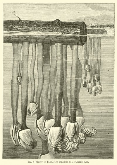 Barnacles का समूह एक अस्थायी लॉग से जुड़ा हुआ है द्वारा अंग्रेजी स्कूल