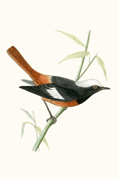 गुल्डेनस्टाड्स रेडस्टार्ट, चार्ल्स रॉबर्ट ब्री (1811-86) द्वारा 1867 में प्रकाशित &39;ए हिस्ट्री ऑफ द बर्ड्स ऑफ नॉट अ ऑब्जर्व्ड इन द ब्रिटिश आइल्स&39; का चित्रण द्वारा अंग्रेजी स्कूल