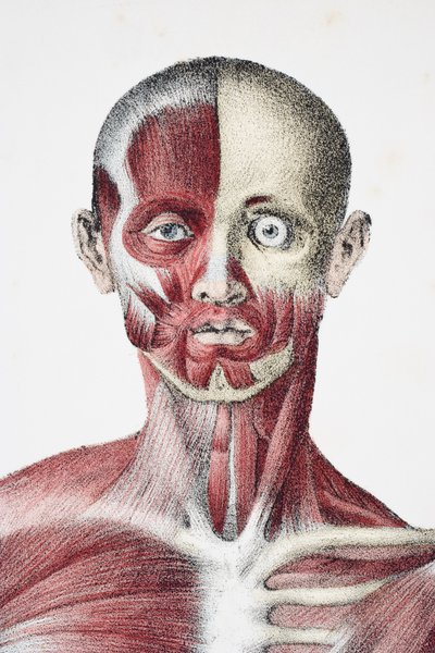 1837 में टेलर और वॉटसन, लंदन द्वारा प्रकाशित जोन्स क्वैन और विलियम विल्सन द्वारा संपादित द ह्यूमन बॉडी के वेसल्स से मांसपेशियों और शरीर की हड्डियों को दिखाने वाले पुरुष मानव शरीर के कंधे द्वारा अंग्रेजी स्कूल