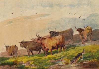 हाइलैंड कैटल द्वारा अंग्रेजी स्कूल