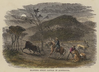 ऑस्ट्रेलिया में आवारा मवेशियों का शिकार (रंगीन उत्कीर्णन) द्वारा अंग्रेजी स्कूल