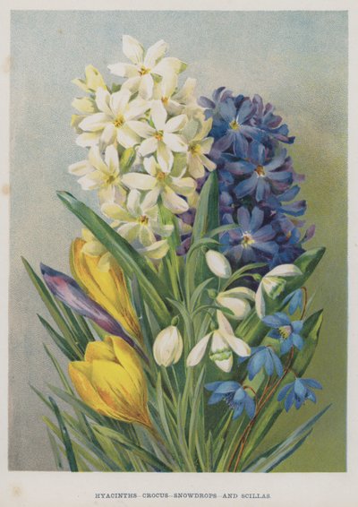 Hyacinths, Crocus, Snowdrops, और Scillas द्वारा अंग्रेजी स्कूल