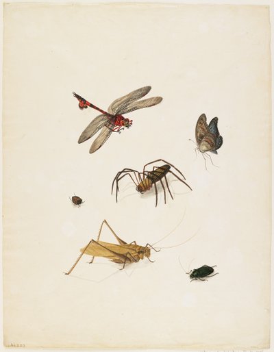 कीड़े, c.1805 (स्याही, wc और ग्रेफाइट कागज पर) द्वारा English School