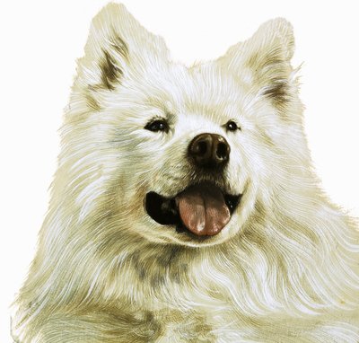 Keeshond द्वारा अंग्रेजी स्कूल