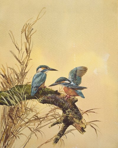 किंगफिशर, c.1890 (कागज पर wc) द्वारा अंग्रेजी स्कूल