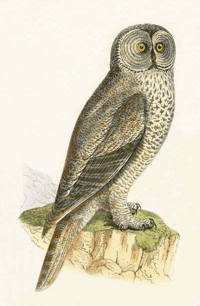 गोद उल्लू, चार्ल्स रॉबर्ट ब्री (1811-86) द्वारा 1867 में प्रकाशित &39;ए हिस्ट्री ऑफ द बर्ड्स ऑफ बर्ड्स नॉट अ ऑब्जर्व्ड इन द ब्रिटिश आइल्स&39; का चित्रण द्वारा अंग्रेजी स्कूल
