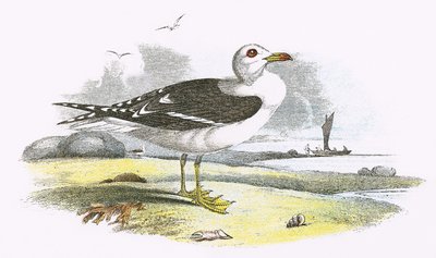 लेस ब्लैक बैक गॉल द्वारा अंग्रेजी स्कूल