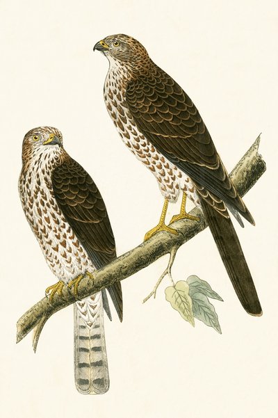 लेवंत स्पैरो हॉक, चार्ल्स रॉबर्ट ब्री (1811-86) द्वारा 1867 में प्रकाशित &39;ए हिस्ट्री ऑफ बर्ड्स ऑफ द बर्ड्स नॉट अ ऑब्जर्व्ड इन द ब्रिटिश आइल&39; का चित्रण। द्वारा अंग्रेजी स्कूल