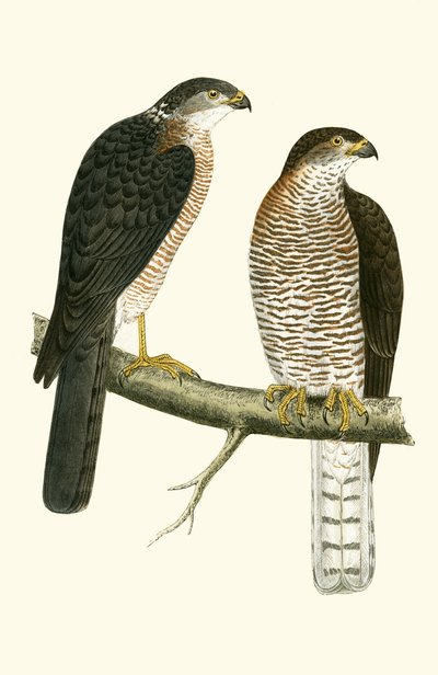 लेवंत स्पैरो हॉक, चार्ल्स रॉबर्ट ब्री (1811-86) द्वारा 1867 में प्रकाशित &39;ए हिस्ट्री ऑफ बर्ड्स ऑफ द बर्ड्स नॉट अ ऑब्जर्व्ड इन द ब्रिटिश आइल&39; का चित्रण। द्वारा अंग्रेजी स्कूल