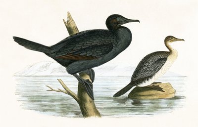 लिटिल कॉर्मोरेंट, चार्ल्स रॉबर्ट ब्री (1811-86) द्वारा 1867 में प्रकाशित &39;ए हिस्ट्री ऑफ बर्ड्स ऑफ अ बर्ड्स अ ऑब्जर्व्ड इन द ब्रिटिश आइल्स&39; का चित्रण द्वारा अंग्रेजी स्कूल