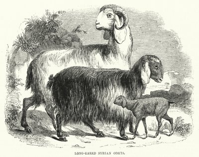 लंबे कान वाले सीरियाई बकरियां (उत्कीर्णन) द्वारा अंग्रेजी स्कूल