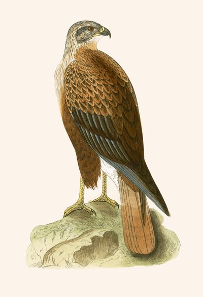 लॉन्ग लेग्ड बज़र्ड, चार्ल्स रॉबर्ट ब्री (1811-86) द्वारा &39;ए हिस्ट्री ऑफ बर्ड्स ऑफ अ बर्ड्स अ ऑब्जर्व्ड इन द ब्रिटिश आइल&39;, 1867 में प्रकाशित चित्र (रंग लिथो) द्वारा अंग्रेजी स्कूल