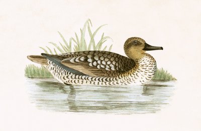 Marbled Duck, चार्ल्स रॉबर्ट ब्री (1811-86) द्वारा 1867 में प्रकाशित &39;ए हिस्ट्री ऑफ बर्ड्स ऑफ द बर्ड्स अ ऑब्जर्व्ड इन द ब्रिटिश आइल&39; का चित्रण, 1867 (रंग लिथो) प्रकाशित द्वारा अंग्रेजी स्कूल