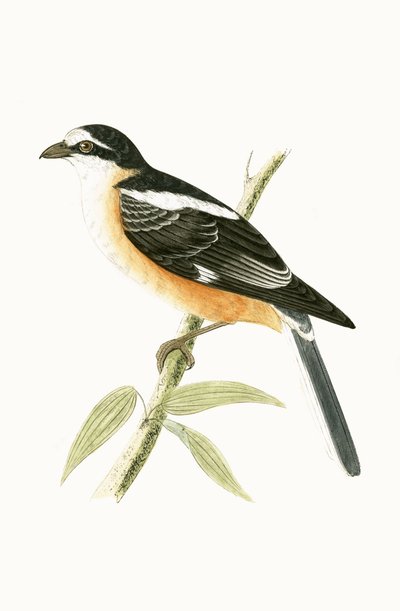 चार्ल्स रॉबर्ट ब्री (1811-86), 1867 में प्रकाशित &39;ए हिस्ट्री ऑफ द बर्ड्स ऑफ बर्ड्स नॉट अ ऑब्जर्व्ड इन द ब्रिटिश आइल&39; का नकाबपोश श्रीके द्वारा अंग्रेजी स्कूल