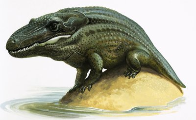 Mastodosaurus द्वारा अंग्रेजी स्कूल