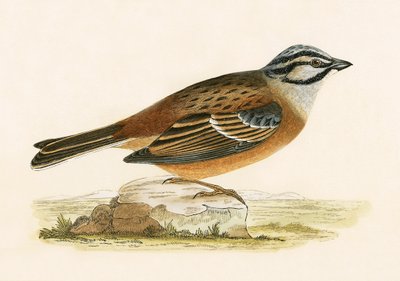 मेदो बोंटिंग, चार्ल्स रॉबर्ट ब्री द्वारा 1867 में प्रकाशित &39;ए हिस्ट्री ऑफ द बर्ड्स ऑफ बर्ड्स नॉट अ ऑब्जर्व्ड इन द ब्रिटिश आइल&39;, 1867 में प्रकाशित द्वारा अंग्रेजी स्कूल