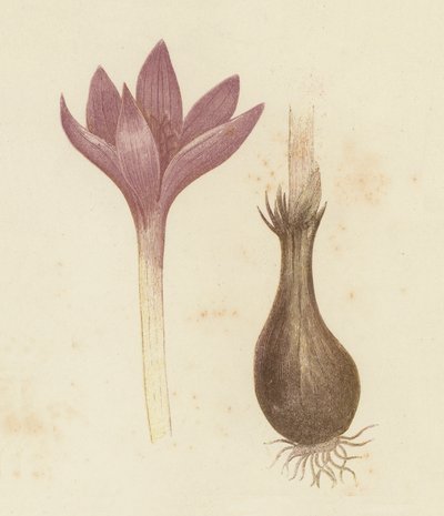 घास का मैदान केसर, शरदकालीन कोलचिकम (रंग लिथो) द्वारा अंग्रेजी स्कूल
