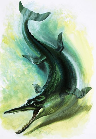 Metriorhynchus द्वारा अंग्रेजी स्कूल