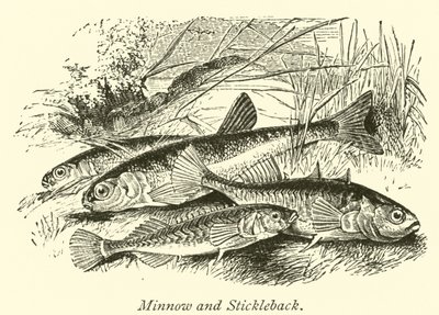 Minnow और स्टिकबैक द्वारा अंग्रेजी स्कूल
