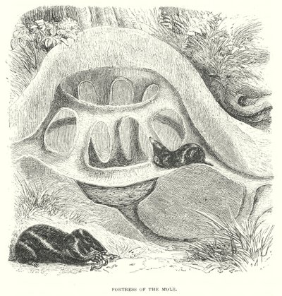  द्वारा अंग्रेजी स्कूल