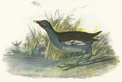 Moor Hen द्वारा अंग्रेजी स्कूल
