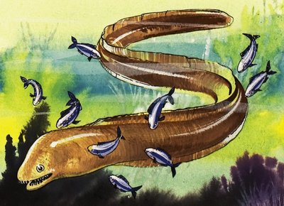 बाम मछली द्वारा अंग्रेजी स्कूल