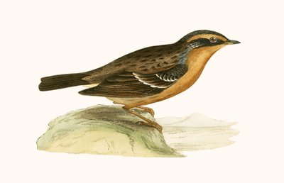 माउंटेन एक्सेन्टोर, चार्ल्स रॉबर्ट ब्री (1811-86) द्वारा 1867 में प्रकाशित &39;ए हिस्ट्री ऑफ द बर्ड्स ऑफ बर्ड्स नॉट अ ऑब्जर्व्ड इन द ब्रिटिश आइल्स&39; का चित्रण। द्वारा अंग्रेजी स्कूल