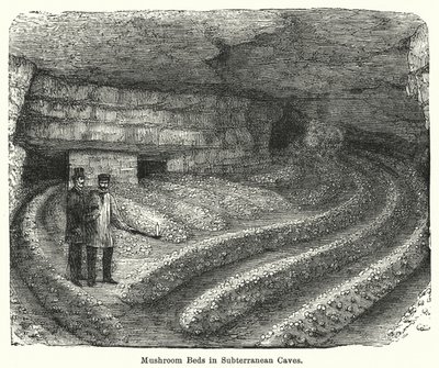भूमिगत गुफाओं में मशरूम बिस्तर (उत्कीर्णन) द्वारा अंग्रेजी स्कूल