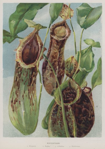 Nepenthes द्वारा अंग्रेजी स्कूल