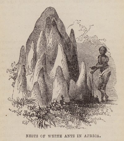 अफ़्रीका में सफ़ेद चींटियों के घोंसले (उत्कीर्णन) द्वारा अंग्रेजी स्कूल