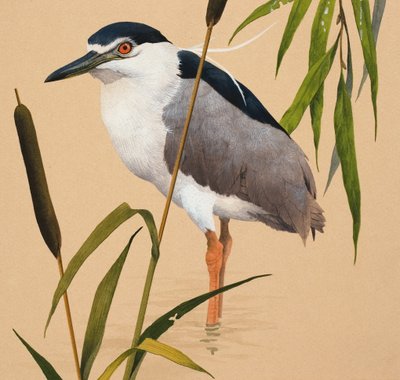 रात का बगुला द्वारा अंग्रेजी स्कूल