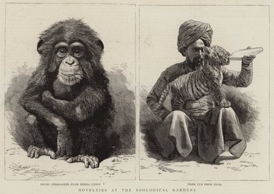 जूलॉजिकल गार्डन में नवीनता (उत्कीर्णन) द्वारा अंग्रेजी स्कूल