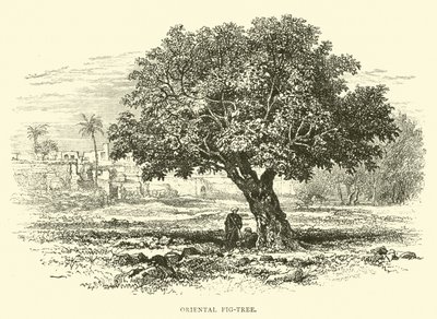ओरिएंटल फिग-ट्री द्वारा अंग्रेजी स्कूल
