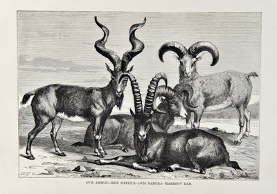 ओविस अमोन - आईबेक्स साइबेरिका - ओविस नबुरा - मार्खोव राम, एलिस रीक्लू द्वारा द यूनिवर्सल जियोग्राफी, द अर्थ एंड इट्स रेजीडेंट्स का चित्रण, 1878 में प्रकाशित द्वारा अंग्रेजी स्कूल