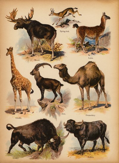 द लिटिल फोल्क्स पिक्चर नेचुरल हिस्ट्री से पृष्ठ, लगभग 1900 (क्रोमोलिथो) द्वारा अंग्रेजी स्कूल