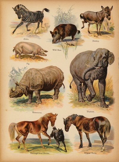 द लिटिल फोल्क्स पिक्चर नेचुरल हिस्ट्री से पृष्ठ, लगभग 1900 (क्रोमोलिथो) द्वारा अंग्रेजी स्कूल