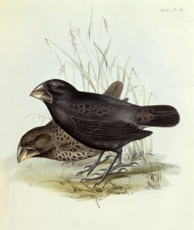 चार्ल्स डार्विन (1809-92), 1840 लंदन द्वारा एचएमएस बीगल 1832-36 की यात्रा के जूलॉजी से जियोसिज़ा मैग्नीरोस्ट्रिस की जोड़ी द्वारा अंग्रेजी स्कूल