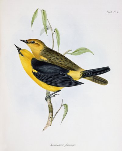 ज़ैंथोरस फ्लैविसेज़ की जोड़ी, चार्ल्स डार्विन (1809-92), 1840 द्वारा एचएमएस बीगल, 1832-36 की यात्रा के चित्रण से चित्र द्वारा अंग्रेजी स्कूल