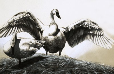 हंसों की जोड़ी द्वारा अंग्रेजी स्कूल