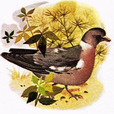 कबूतर द्वारा अंग्रेजी स्कूल