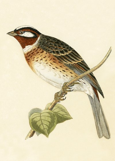पाइन बंटिंग, चार्ल्स रॉबर्ट ब्री (1811-86) द्वारा 1867 में प्रकाशित &39;ए हिस्ट्री ऑफ बर्ड्स ऑफ द बर्ड्स नॉट अ ऑब्जर्व्ड इन द ब्रिटिश आइल्स&39; का चित्र द्वारा अंग्रेजी स्कूल