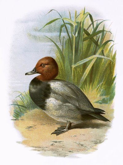 Pochard द्वारा English School