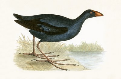 पर्पल वाटरहेन, चार्ल्स रॉबर्ट ब्री (1811-86) द्वारा 1867 में प्रकाशित &39;ए हिस्ट्री ऑफ द बर्ड्स ऑफ ऑब्सर्वचर्ड इन द ब्रिटिश आइल्स&39; का चित्र द्वारा अंग्रेजी स्कूल