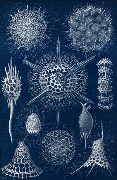 Radiolarians द्वारा अंग्रेजी स्कूल