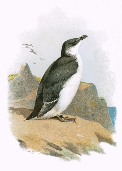 Razorbill द्वारा English School
