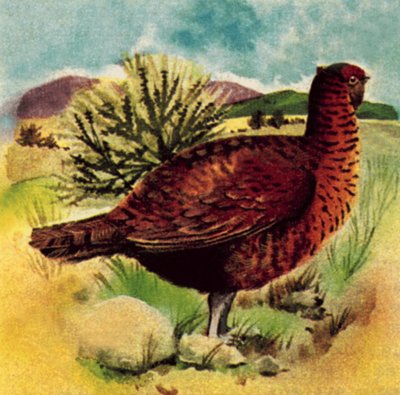 लाल घौंसला द्वारा अंग्रेजी स्कूल