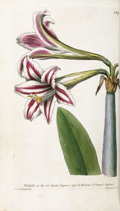 लाल और सफेद धारीदार लिली, 1799-1810 द्वारा अंग्रेजी स्कूल
