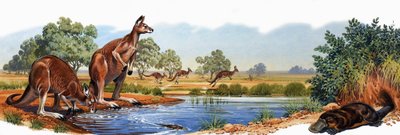लाल कंगारू और बत्तख बिल प्लैटिपस द्वारा अंग्रेजी स्कूल